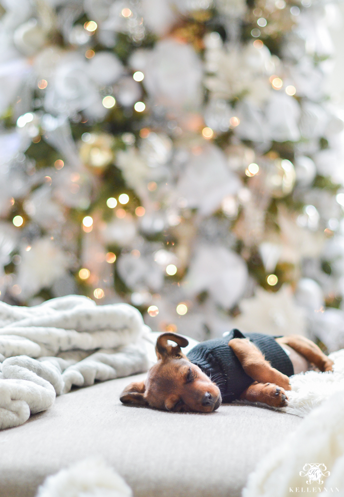 puppy-napping-in-front-of-elegant-christmas-tree
