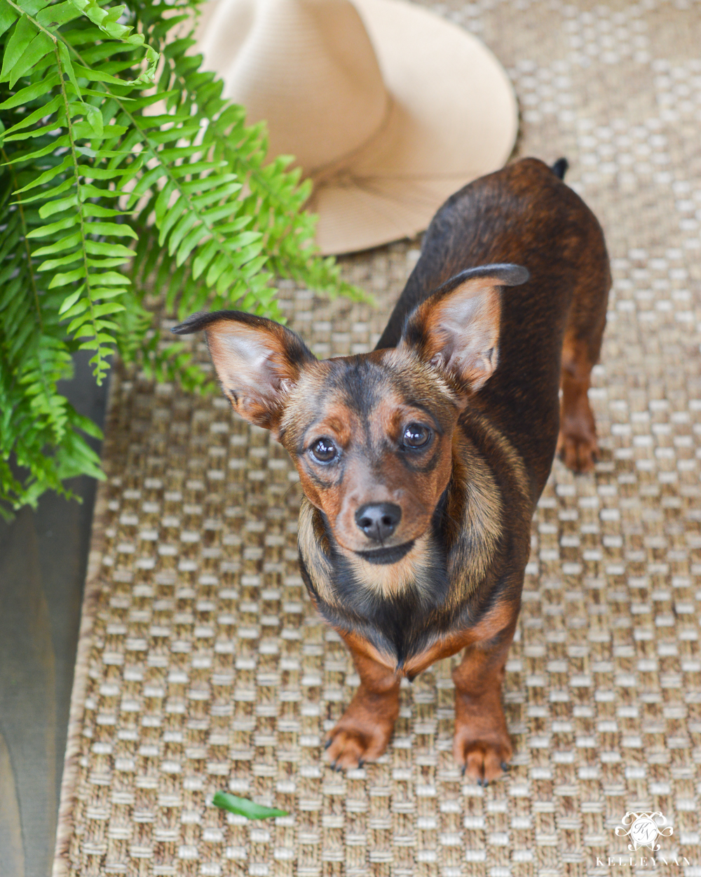 Dorkie Dog Bedroom Screened In Porch Makeover Before and After Decorating Ideas (2 of 2)