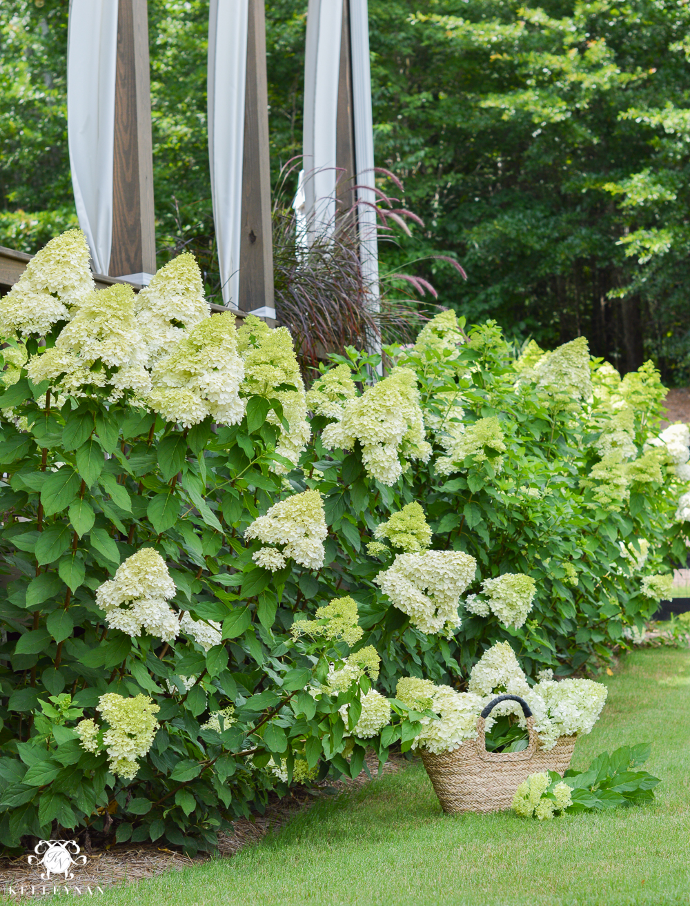 huge hedge of limelight hydrangeas on side of house