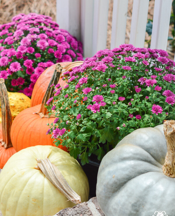 Fall front porch ideas with mums and pumpkins