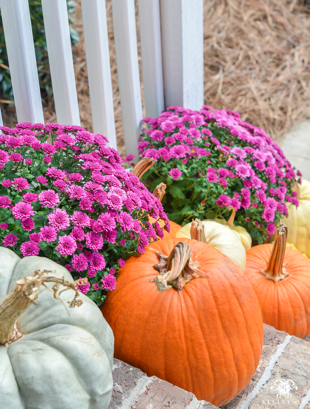 Purple mums with white and orange pumpkins