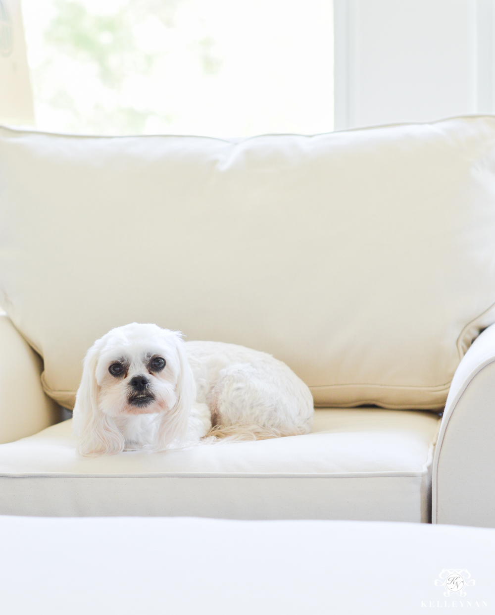 Shih tzu lounging in oversized chair