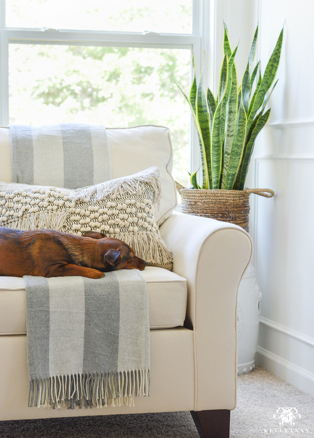 Pup lounging in bedroom sitting area