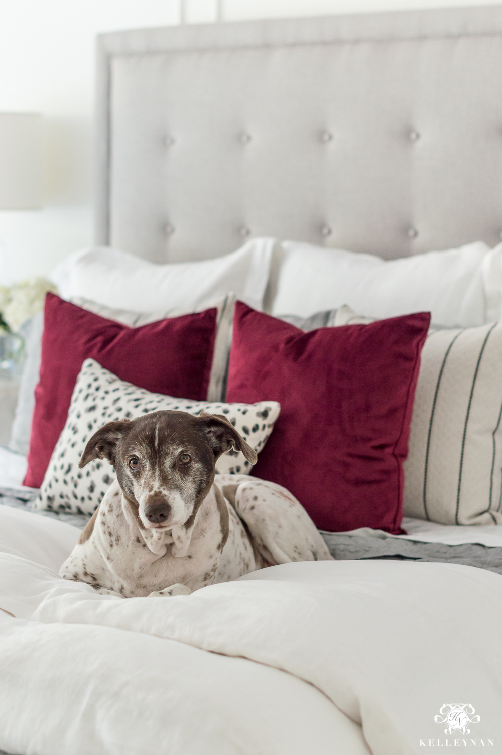 Dog on bed with red pillows