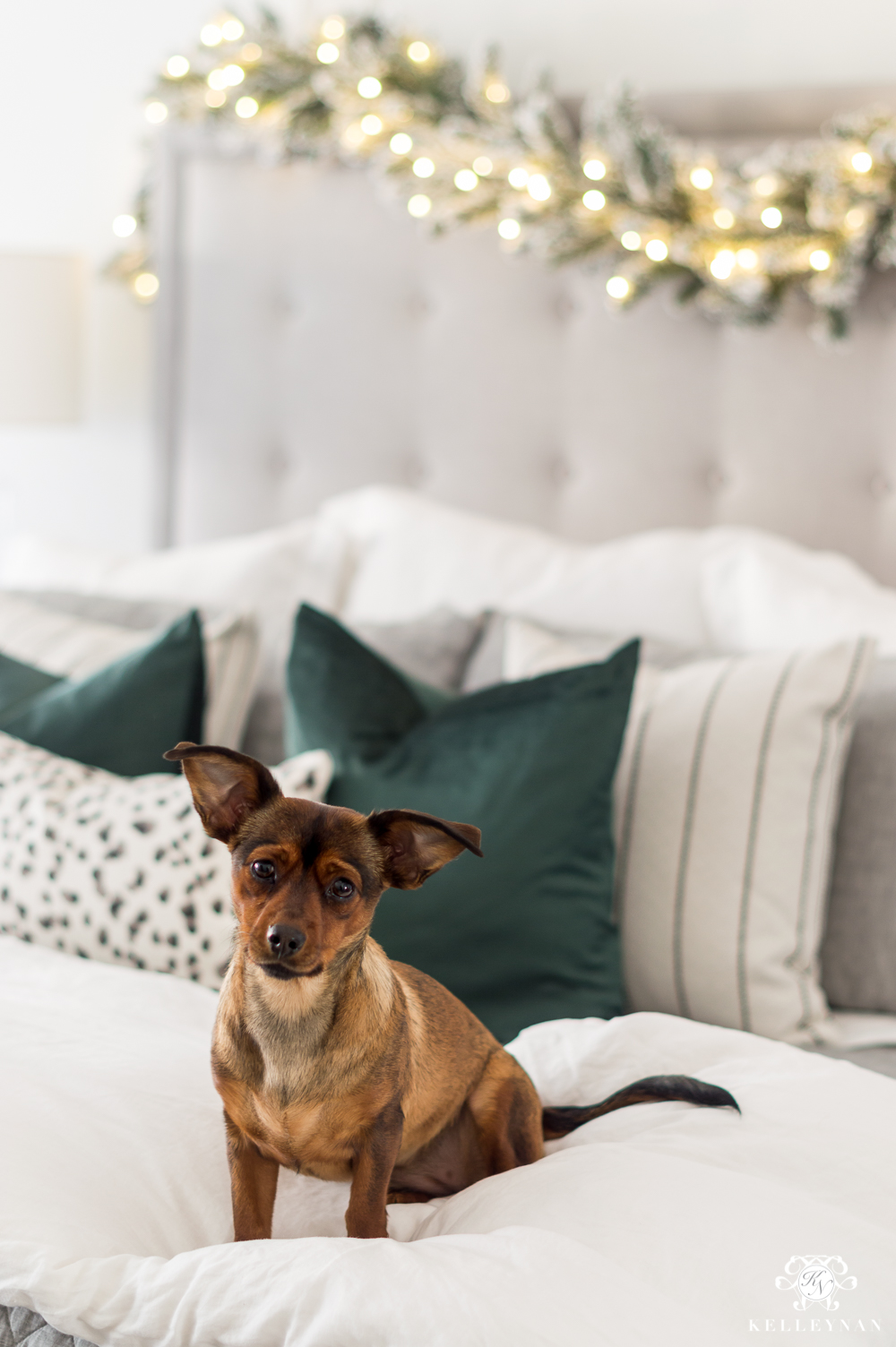 Christmas bed with puppy