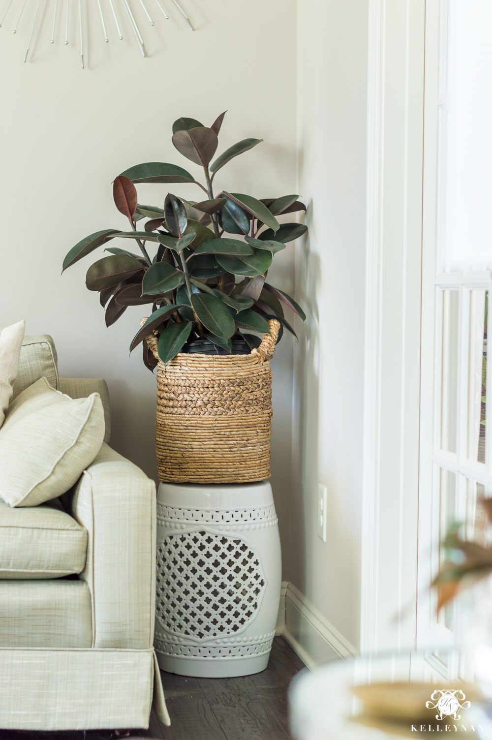 Rubber plant in basket for winter houseplant ideas