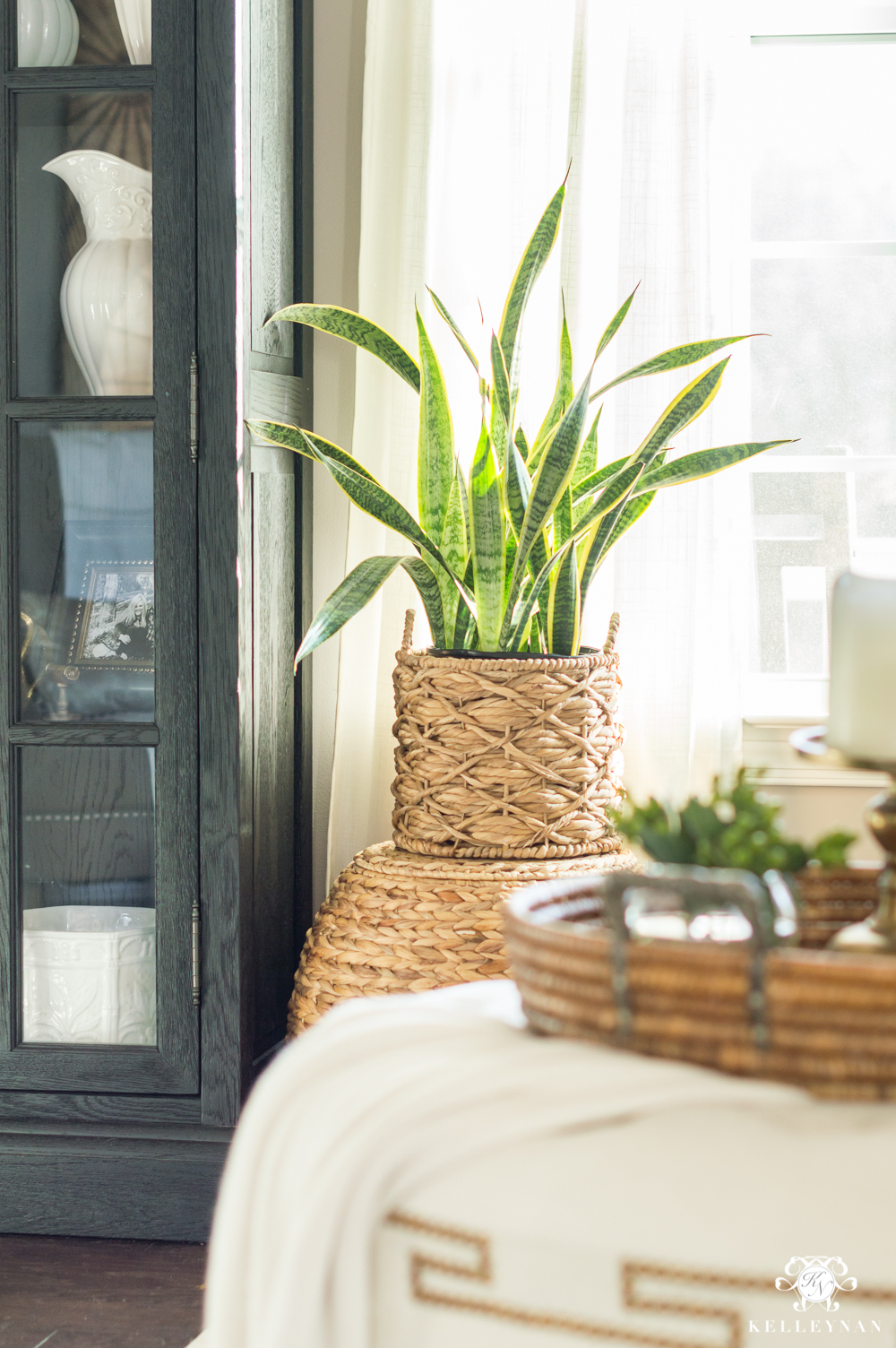 Mother in Law Tounge houseplant in basket for winter decor