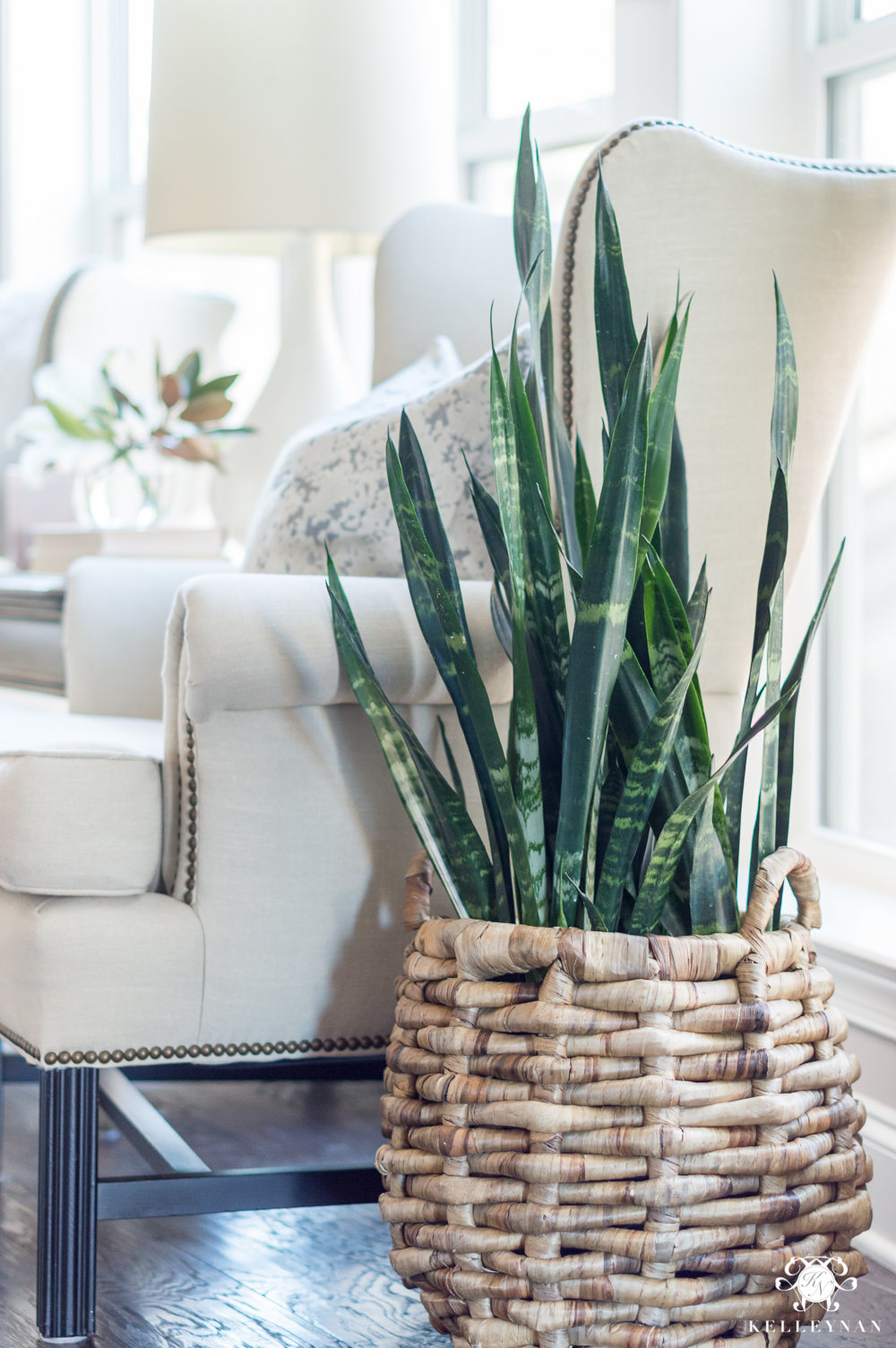 Easy houseplants to keep alive- snake plants