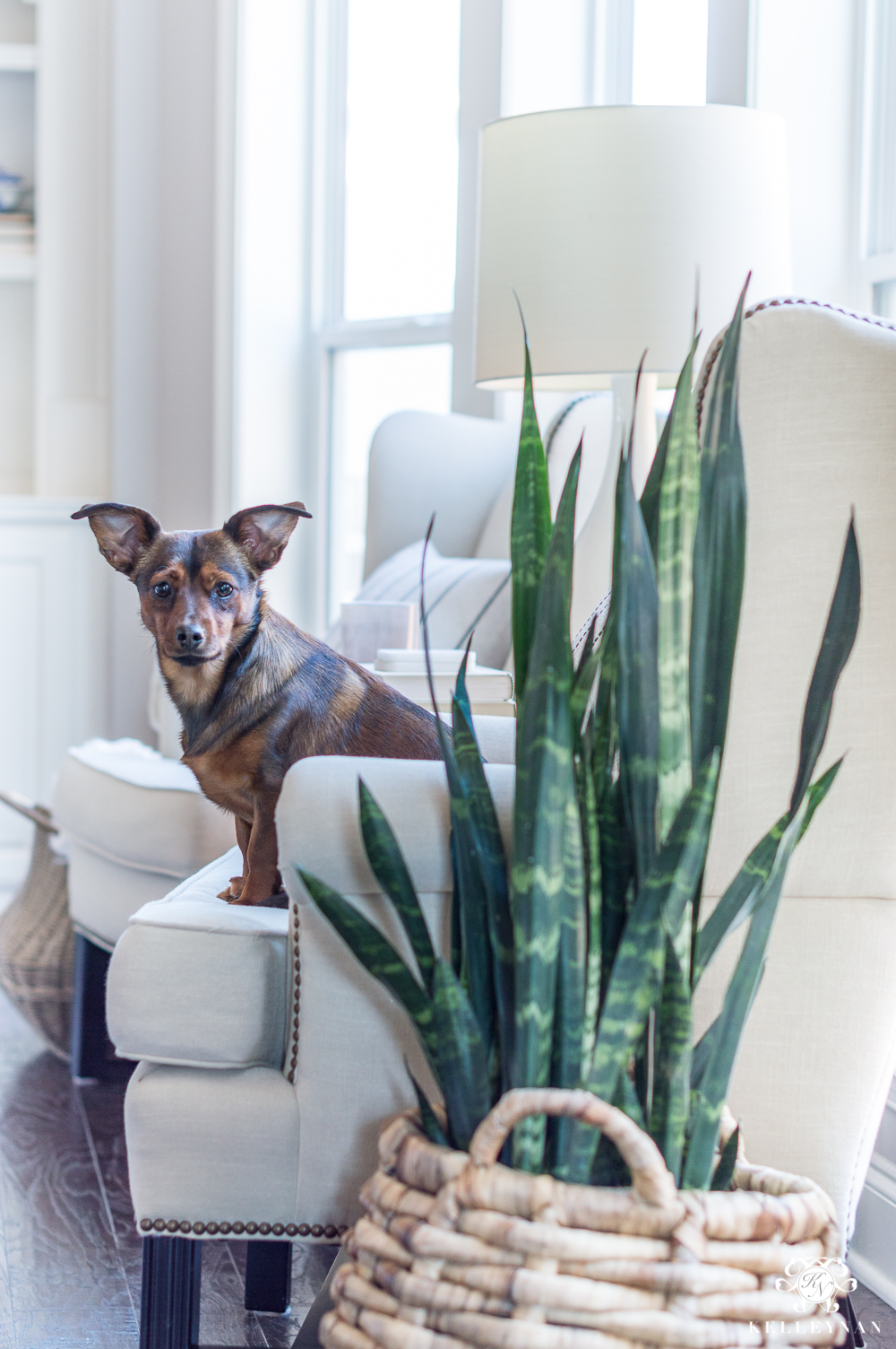 Dog on PotteryBarn Thatcher Wingback Chairs
