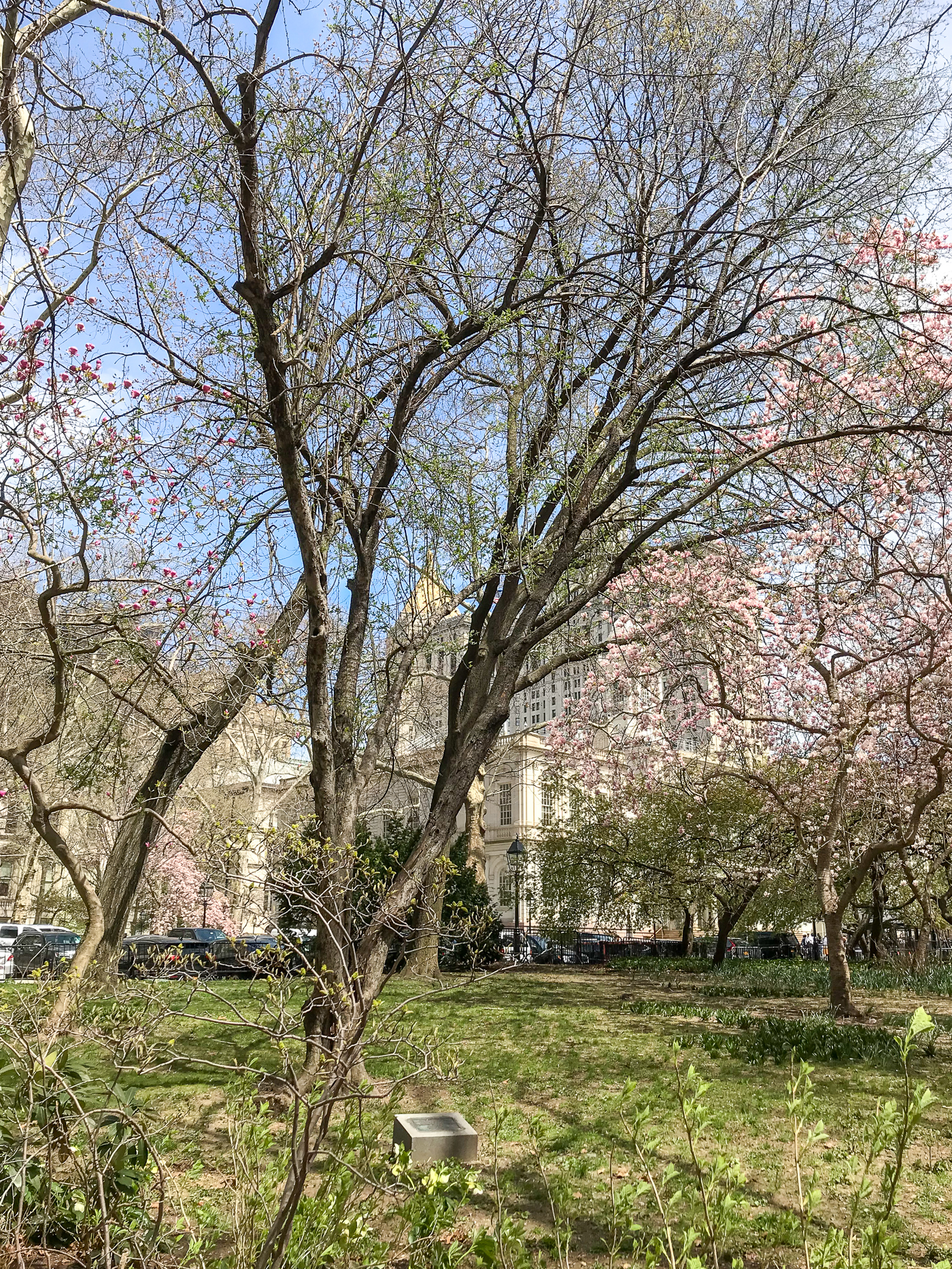 New York City City Hall in the Spring