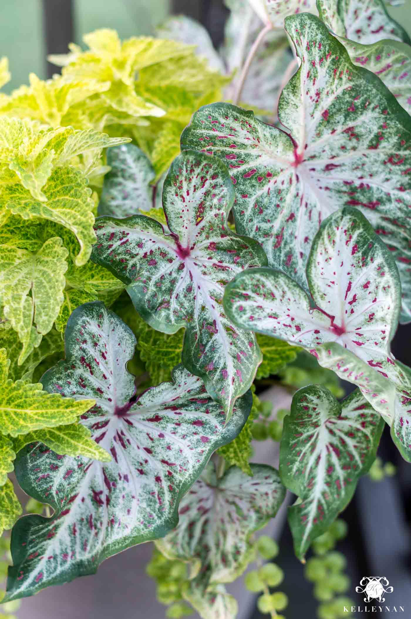 Caladiums that are perfect green plants to thrive in the hot sun