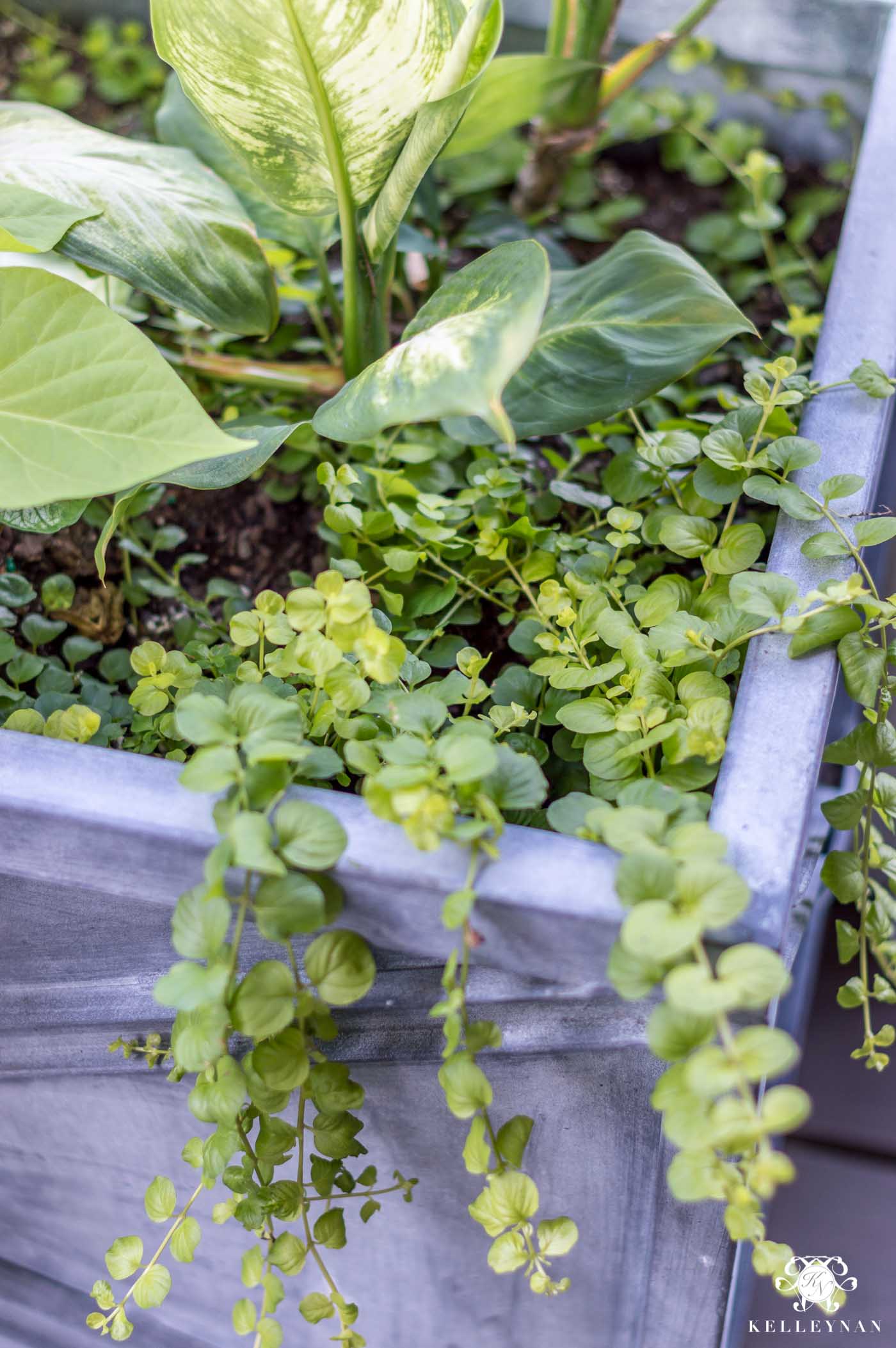 Fast, draping ground cover that thrives in hot direct sun