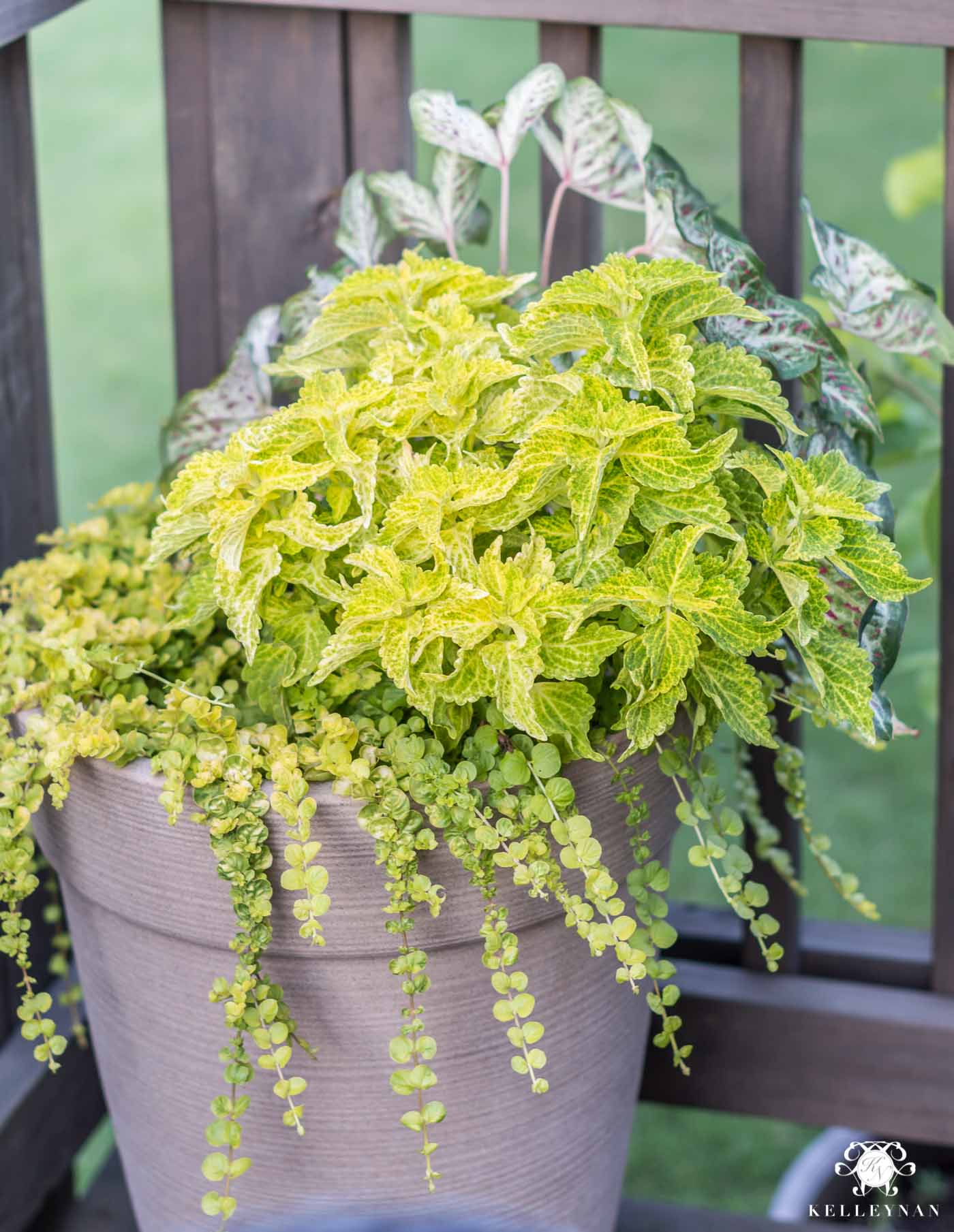 Low maintenance planter in direct hot sun with green plants