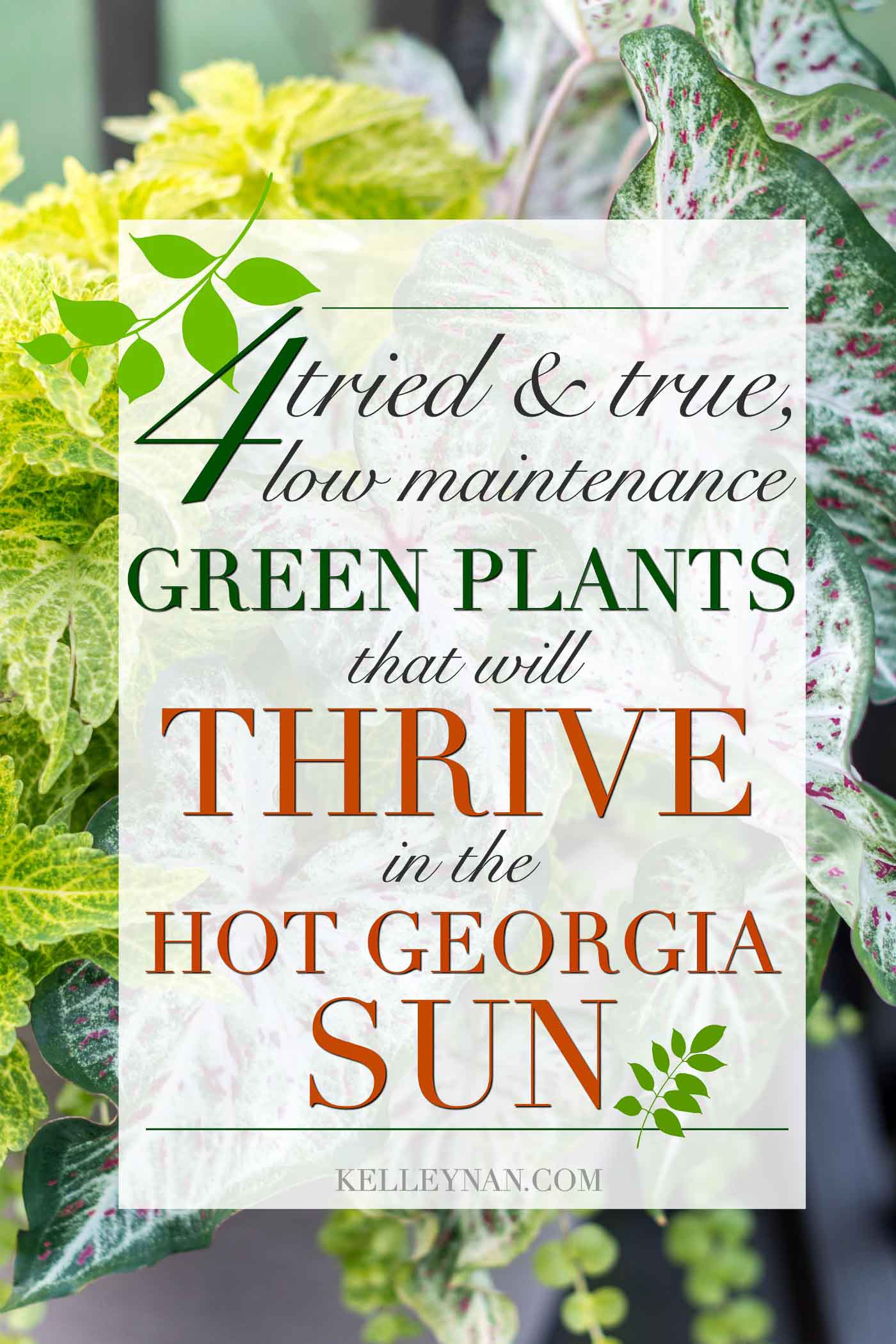 Four proven low maintenance green plants that will thrive in the hot Georgia sun (or anywhere in the south!)