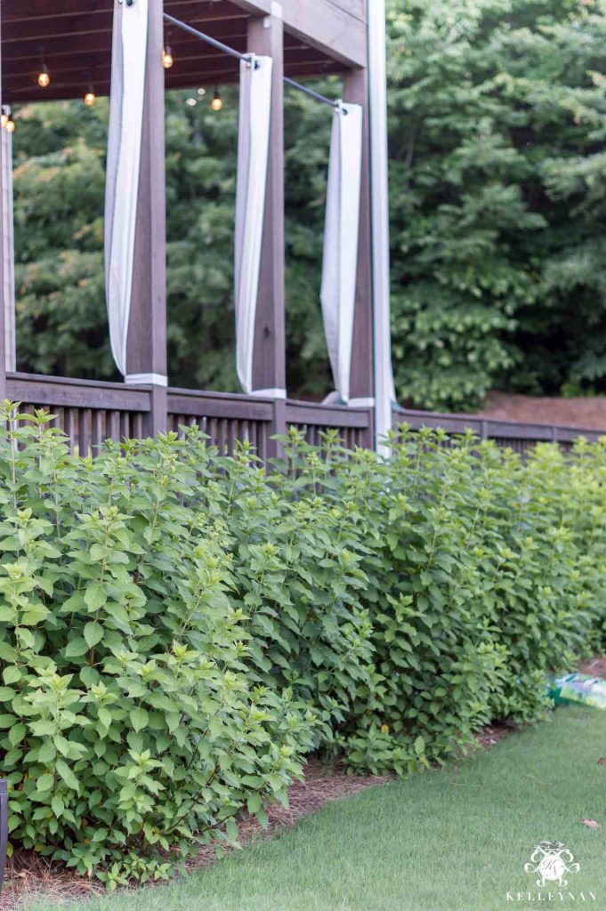 Four Low Maintenance Green Plants that will Thrive in the Hot