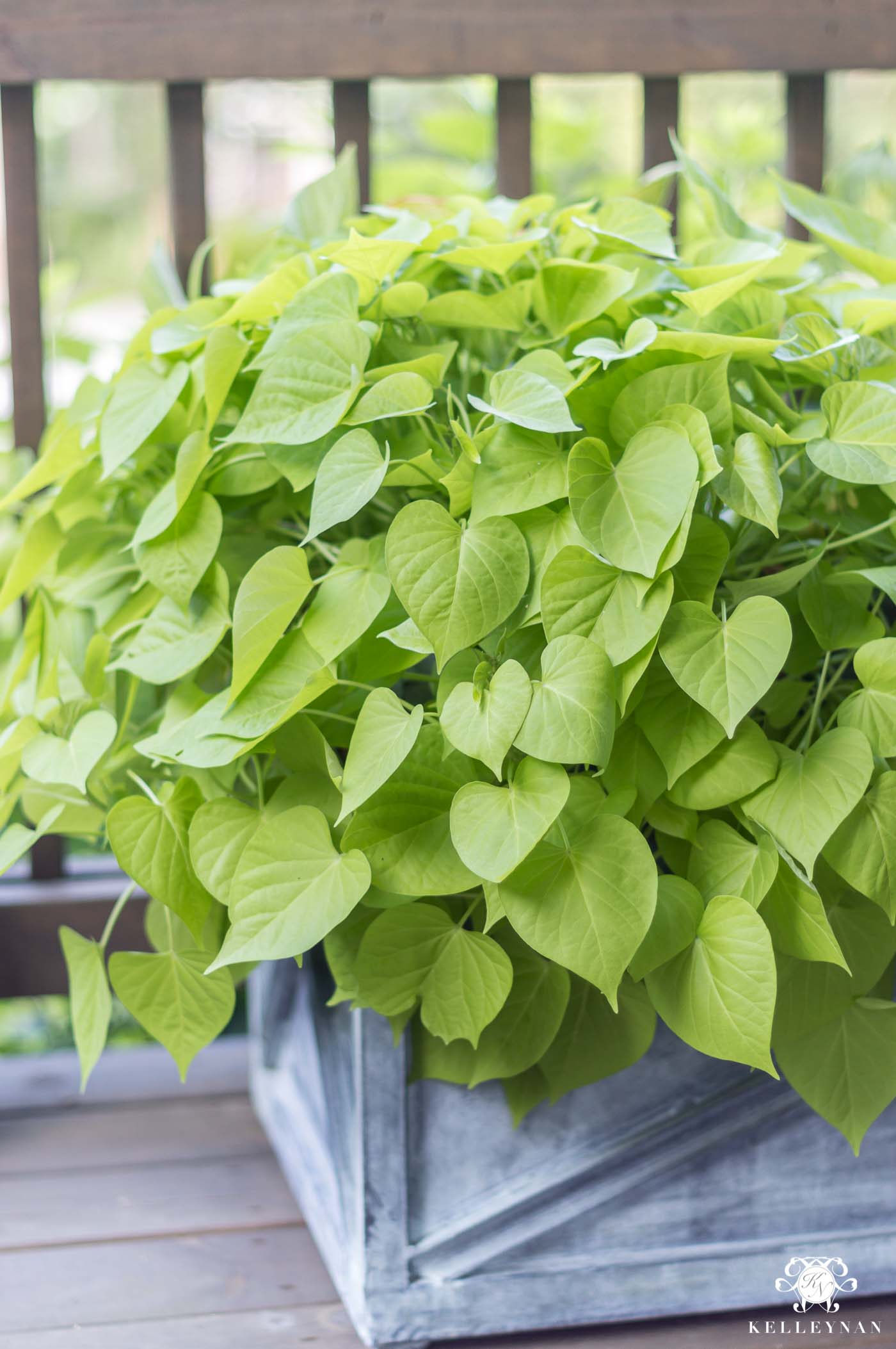 Sweet potato vines get huge in direct, hot sunlight and are perfect in deck or porch planters