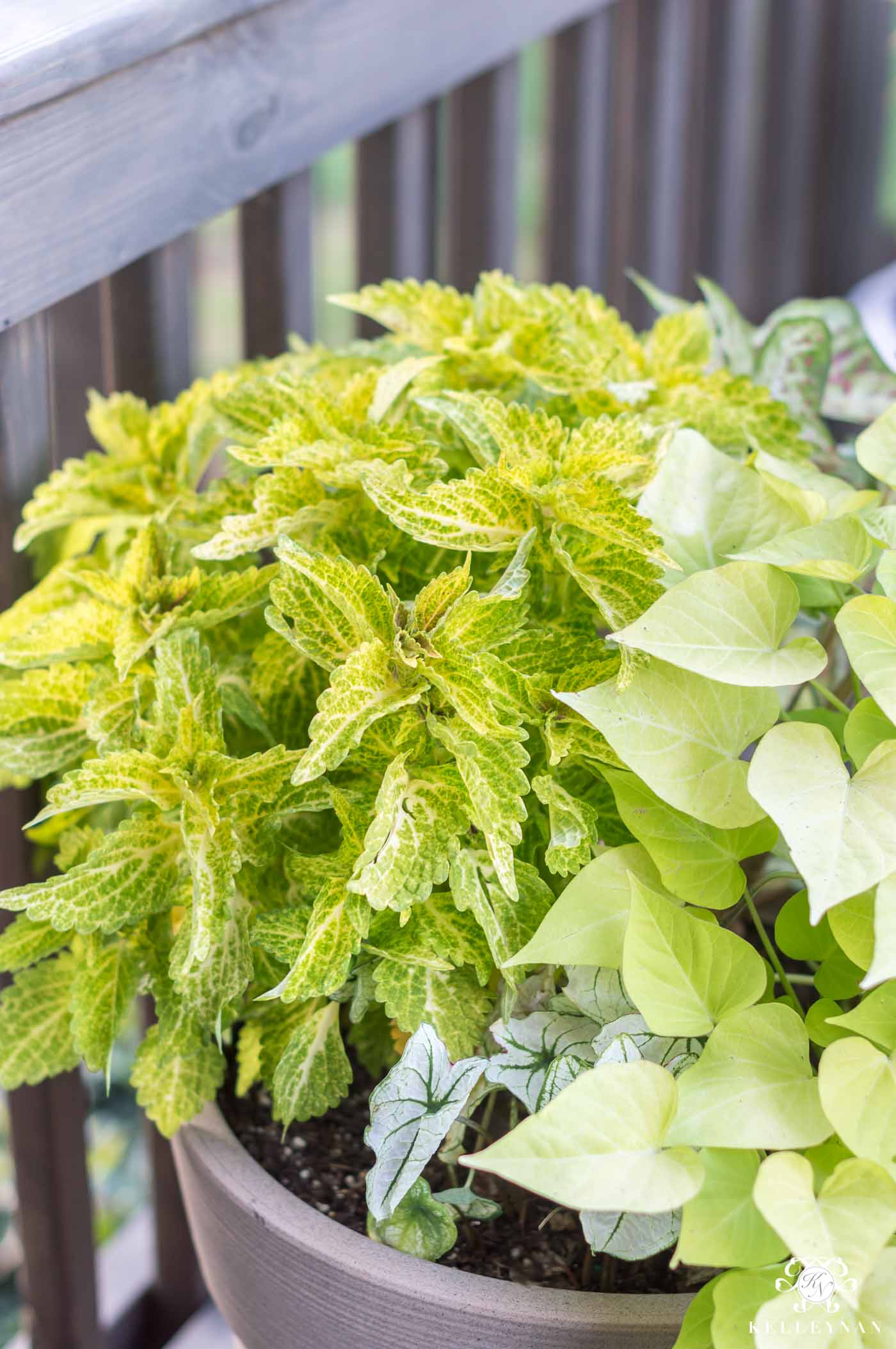 Sun coleus is a favorite green plant for the back deck in full sunlight