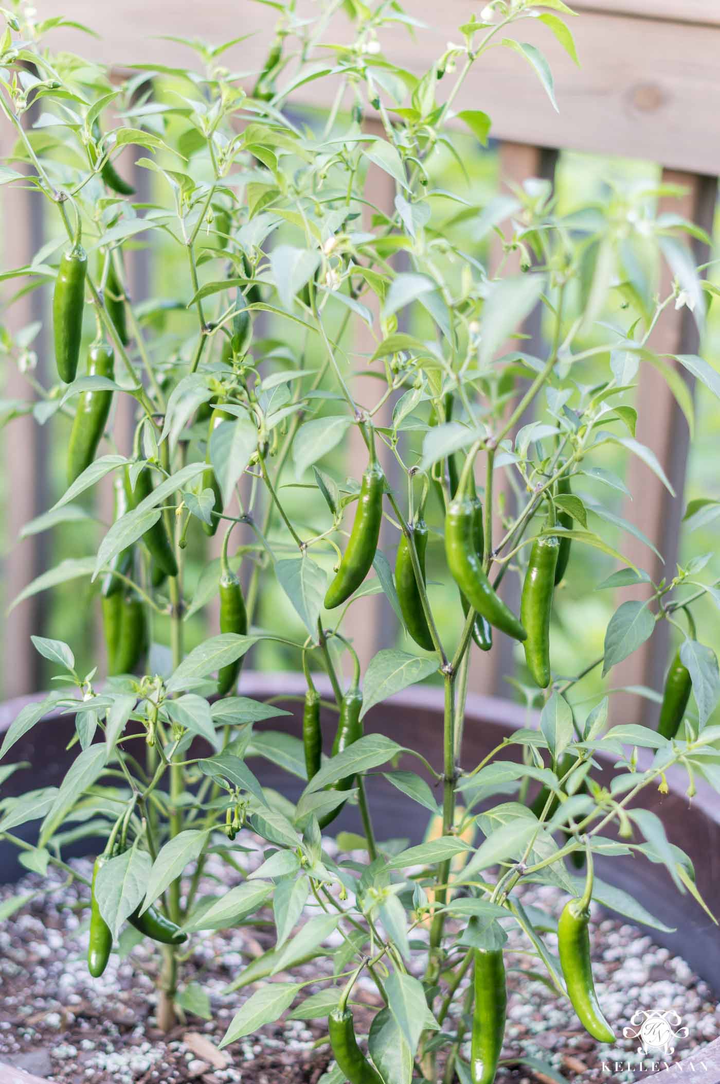 Serrano peppers are perfect vegetables for pots and planters on the porch - super easy to care for, too!