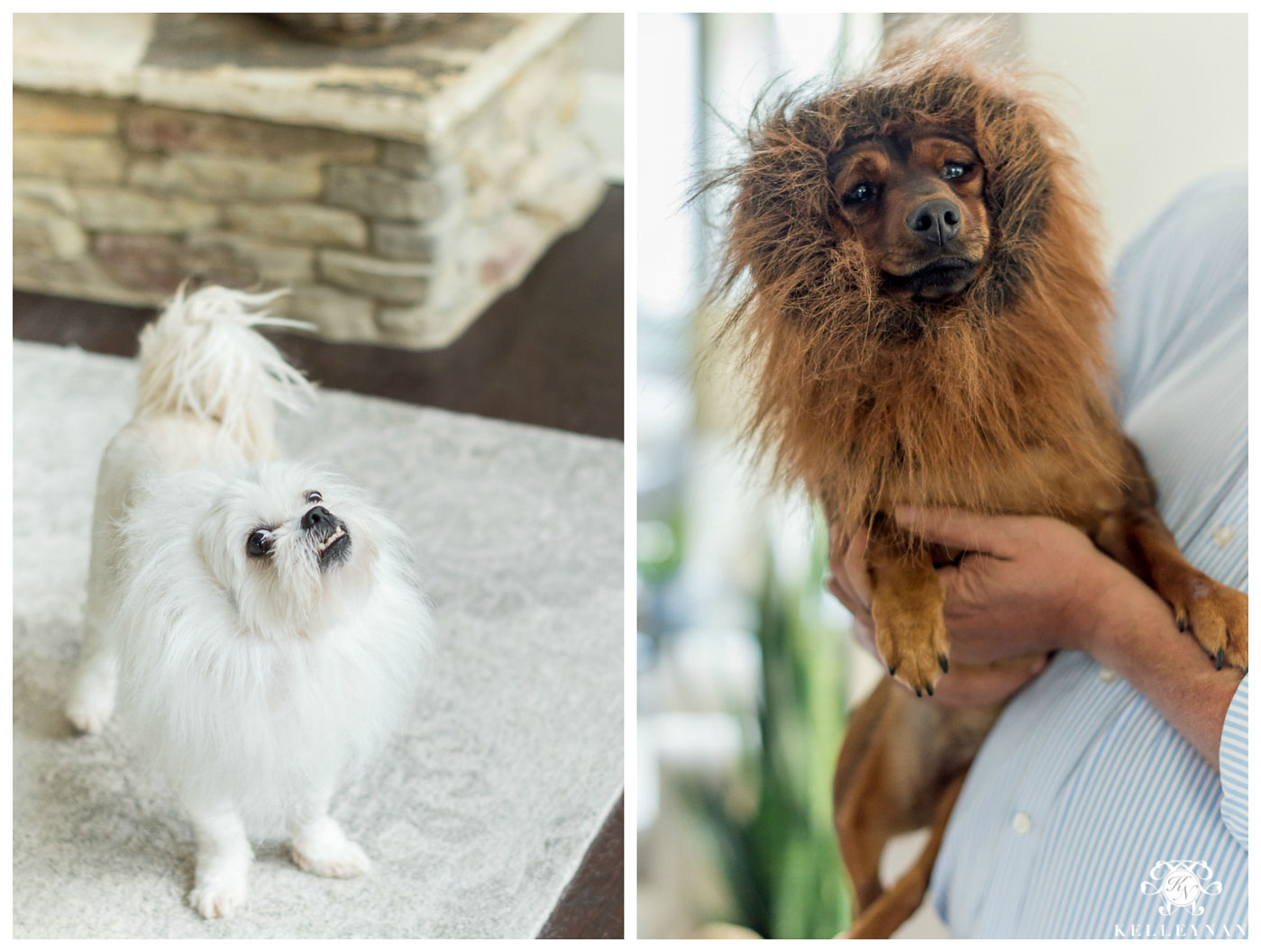 Dog Halloween costumes with lion manes