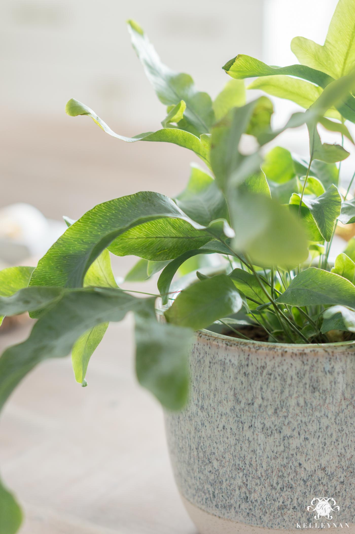 Pretty home office desk plant