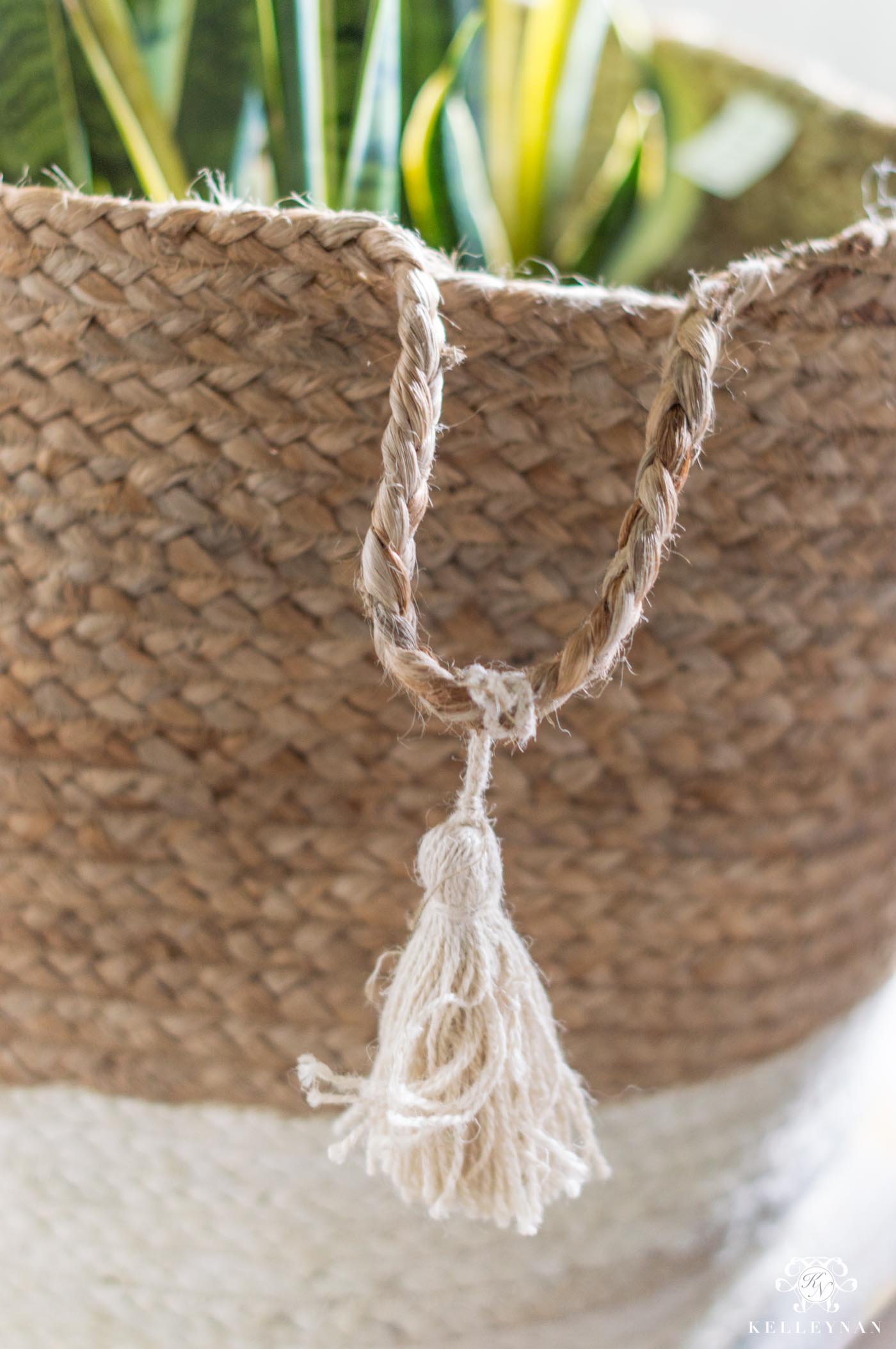 Snake Plant Basket