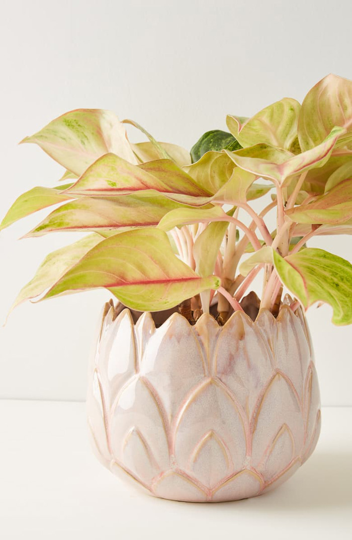 Indoor Artichoke Planter