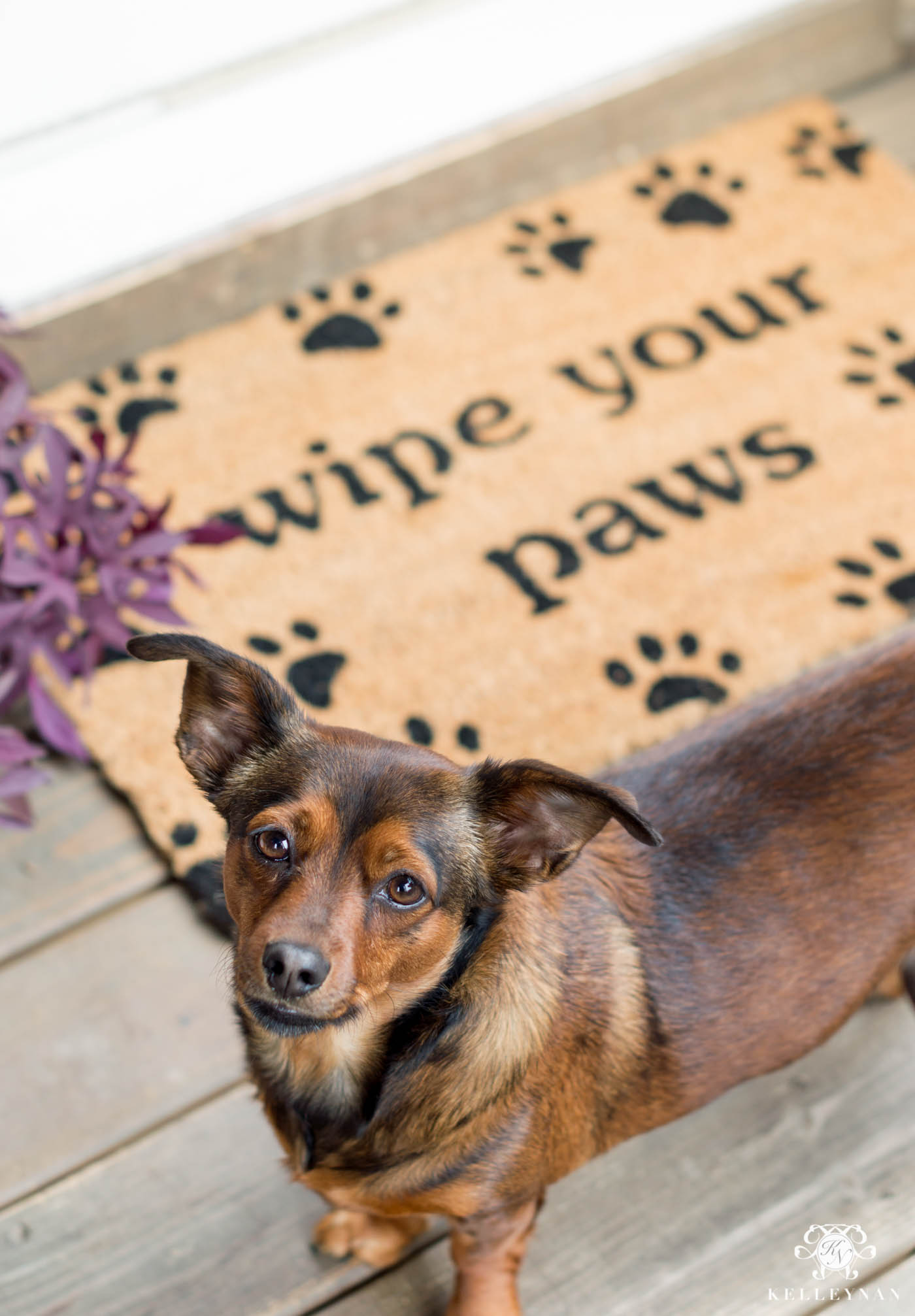 Cute puppy door mat for the back door