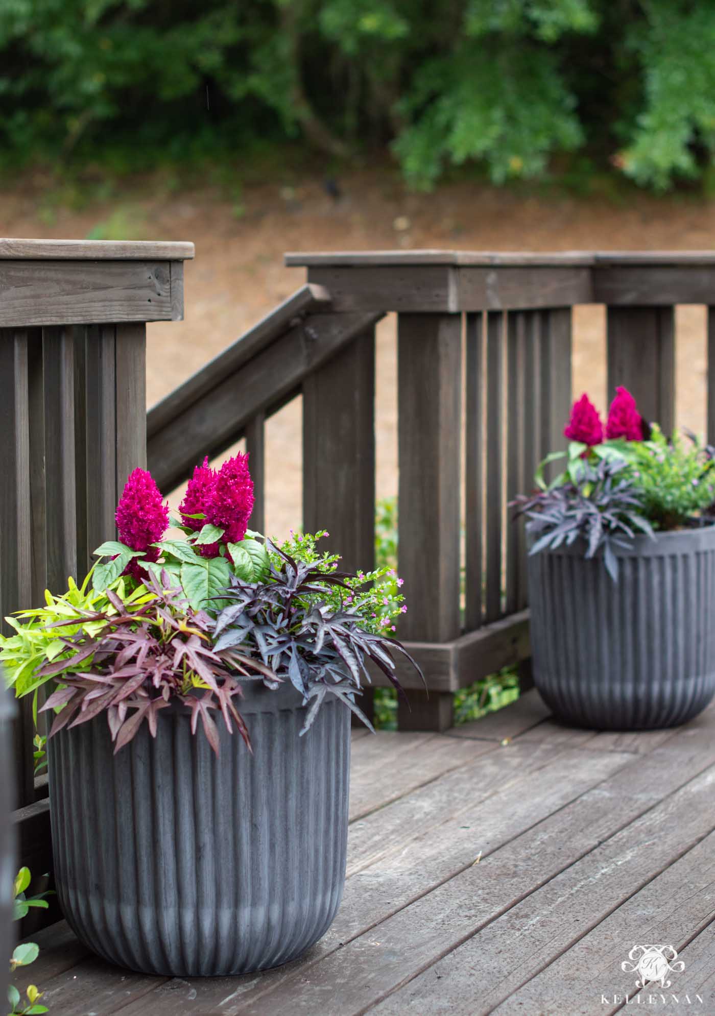 Pair of Filled Summer Planters