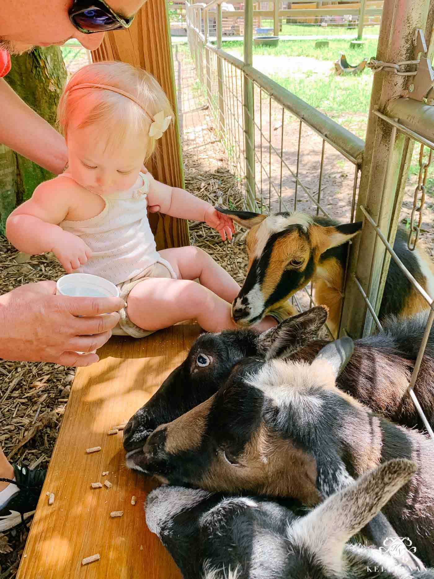 Baby First Birthday Petting Zoo