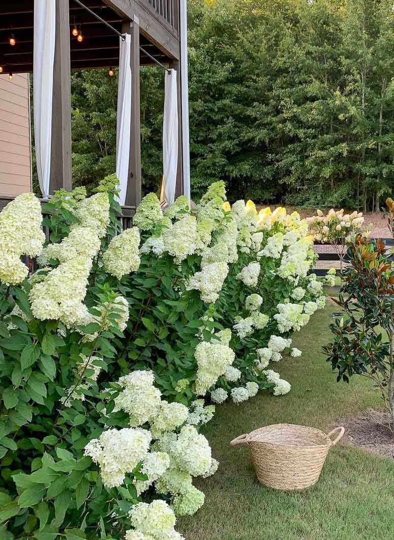 how to care for limelight hydrangeas - kelley nan