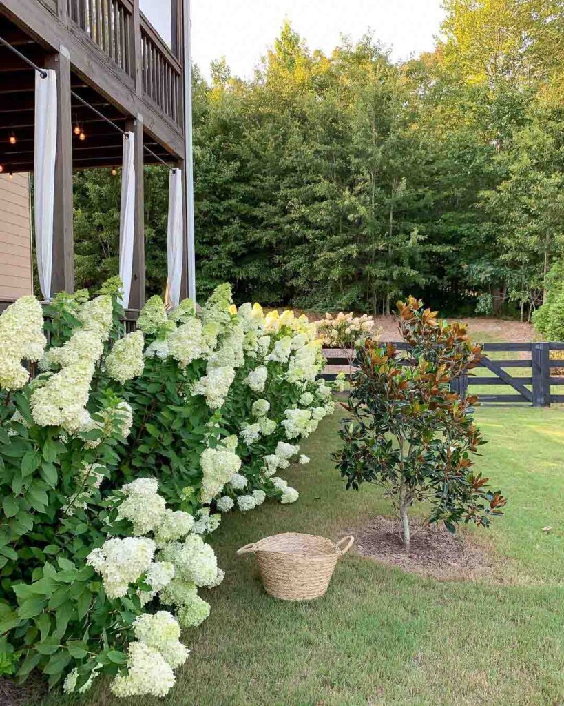 How to Care for Limelight Hydrangeas Kelley Nan