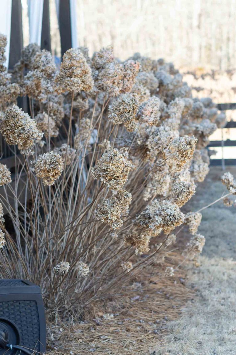 How to Care for Limelight Hydrangeas - Kelley Nan