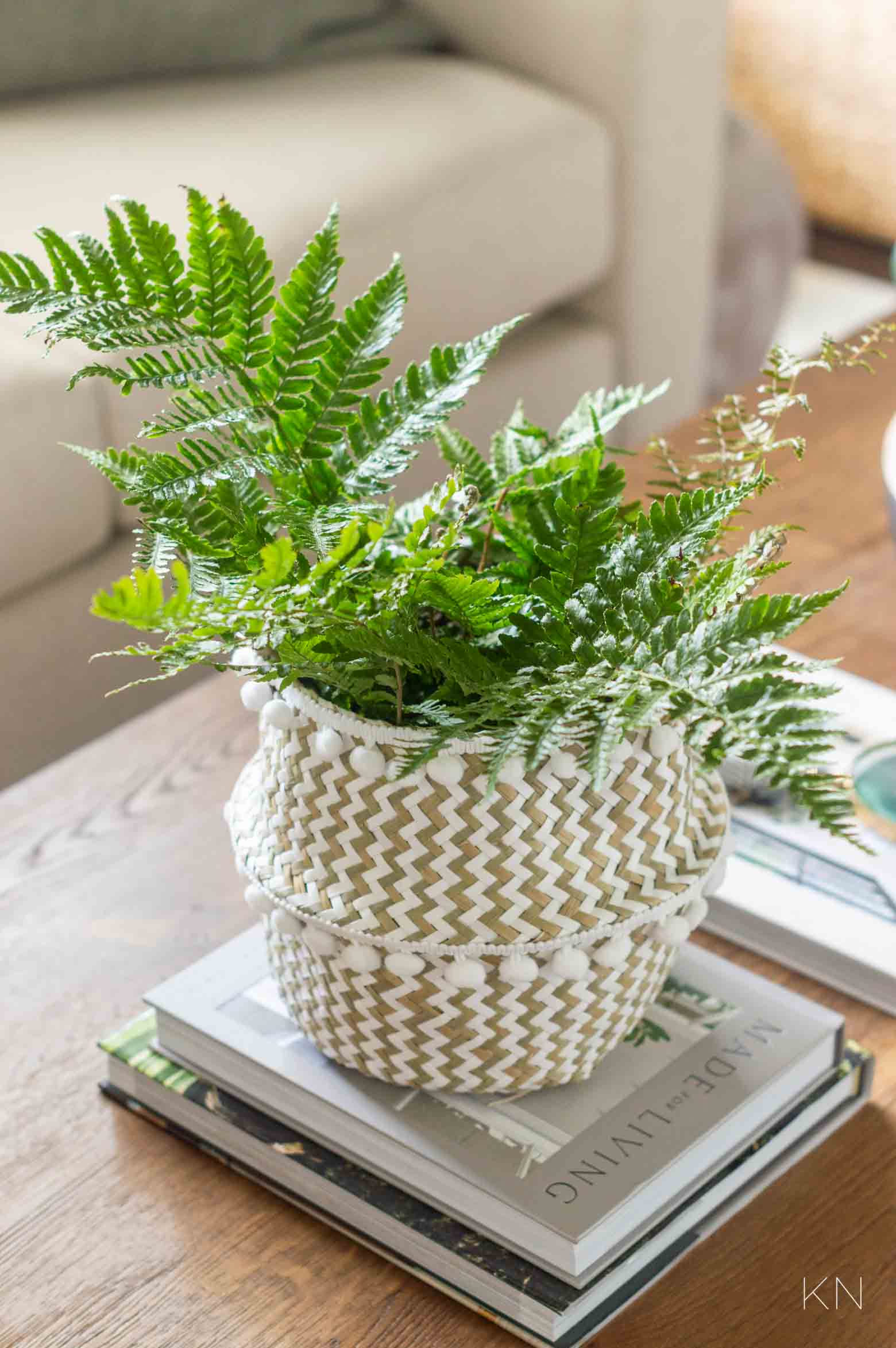 Coffee Table Plant with Inexpensive Planter Basket