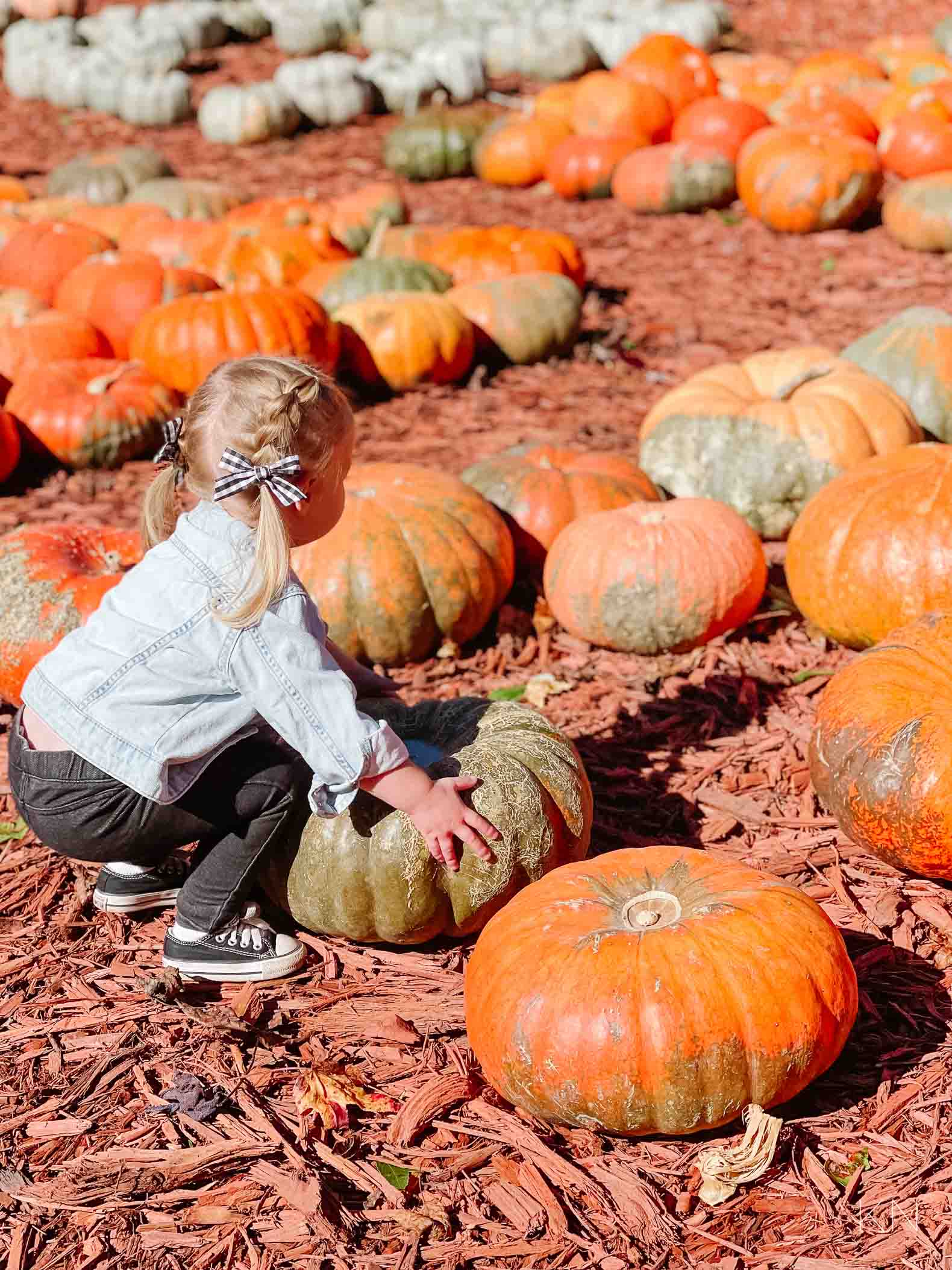 Day at Burt's Pumpkin Farm -- A Pumpkin Patch in North Georgia Mountains