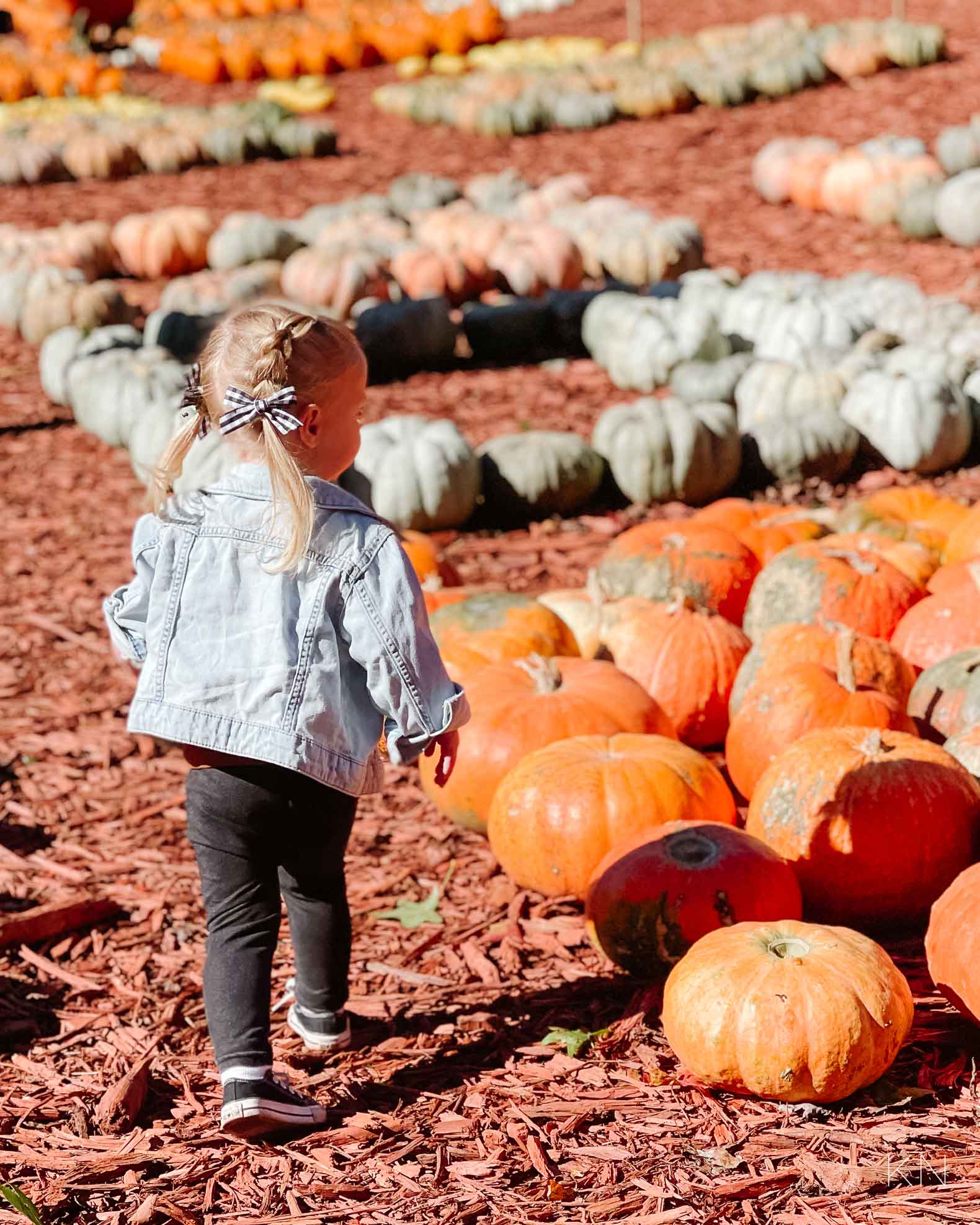 Day at Burt's Pumpkin Farm -- A Pumpkin Patch in North Georgia Mountains