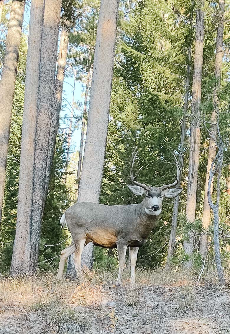 Jackson Hole Trip Itinerary, Yellowstone & Grand Teton National Park