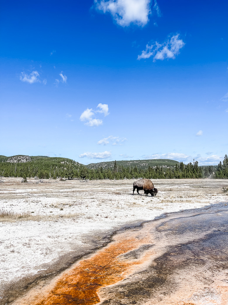 Jackson Hole Trip Itinerary, Yellowstone & Grand Teton National Park