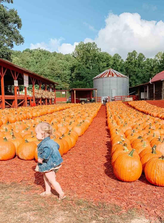 Favorite Fall Activities in North Georgia