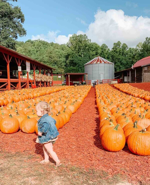 Favorite Fall Activities in North Georgia
