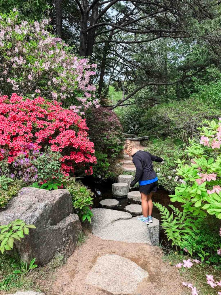 Asticou Azalea Garden Mount Desert Maine
