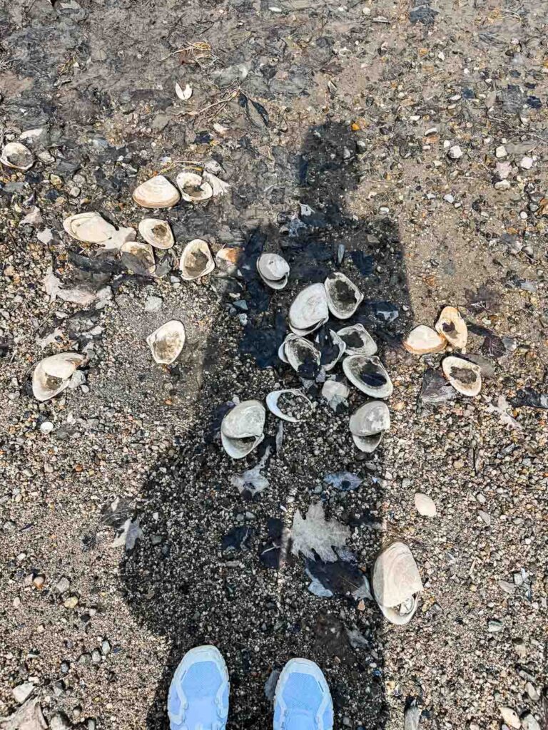 Blue Hill Maine, Shells